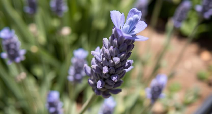 Nahaufnahme, detaillierte Fotografie eines Lavandula angustifolia-Blütenkopfes, die die zarten violett-blauen Blütenblätter und die schlanke Blütenähre in einem sonnenverwöhnten Kräutergarten zeigt.