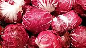 Radicchio im Hochbeet